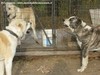 Cani prossimi ad uno scontro per la rivendicazione del suo territorio